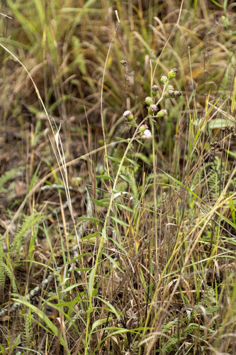 Liatris scariosa, photograph 1