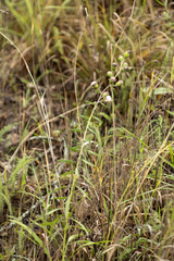 Liatris scariosa, photograph (c) daksu, some rights reserved (CC BY)