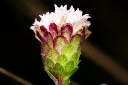 Liatris scariosa