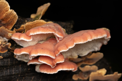 Coral-pink Merulius