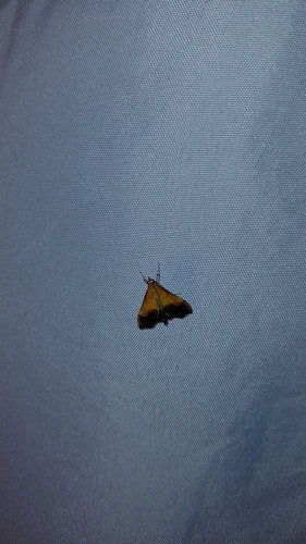 Bicolored Pyrausta Moth