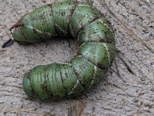 Carolina Sphinx