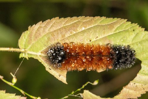 Isabella Tiger Moth