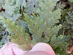 Hymenophyllum scabrum