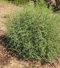 Salsola australis