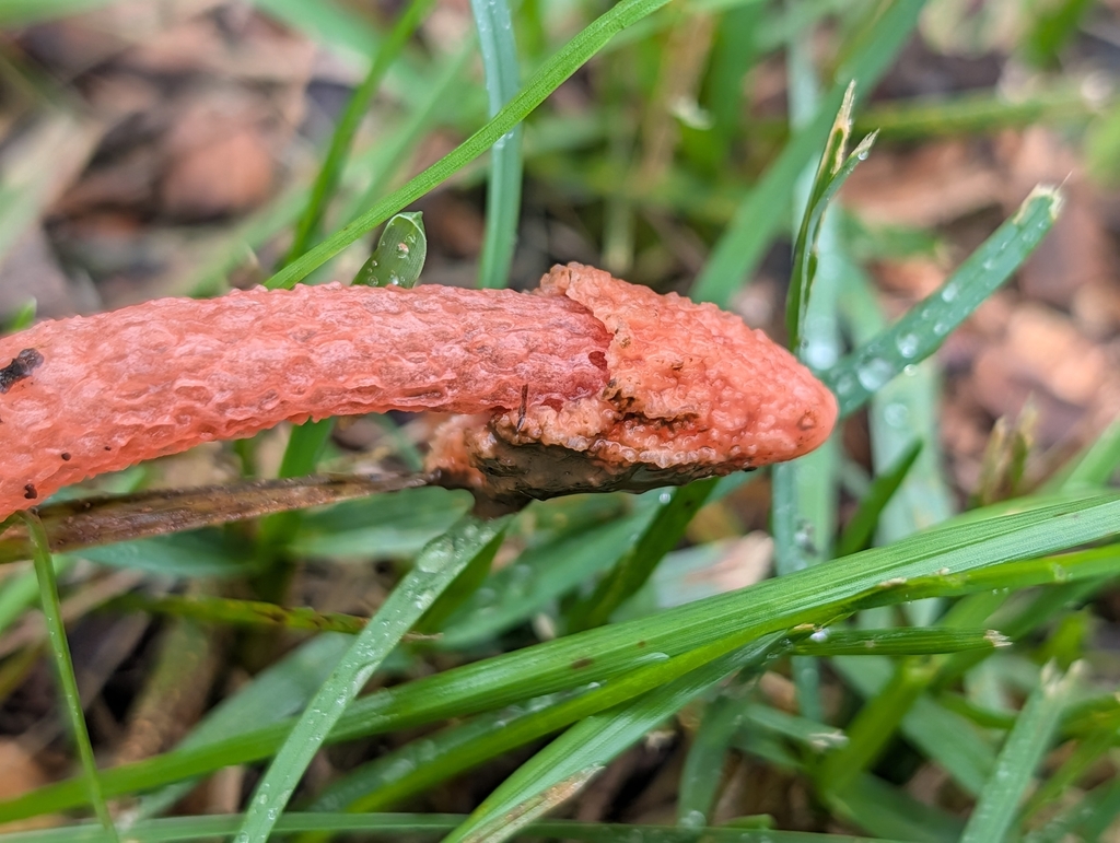Wrinkly Stinkhorn · September 2026 · photo: Photo: (c) Bryan Rennick, some rights reserved (CC BY) · iNaturalist