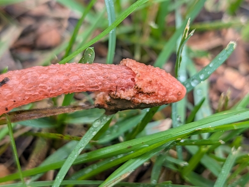 Wrinkly Stinkhorn