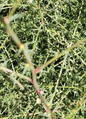 Salsola australis, photograph (c) Kristine Green, some rights reserved (CC BY)