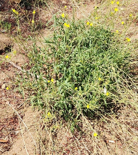 Salsola australis, photograph 3