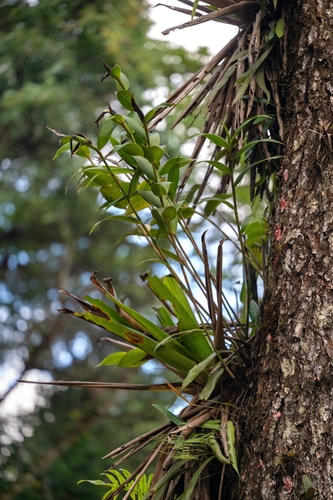 Sobralia macrantha, photograph 1