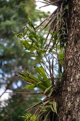 Sobralia macrantha
