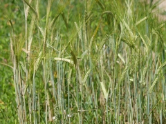 Hordeum vulgare