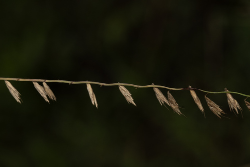 sideoats grama