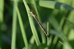 Coenagrion lunulatum