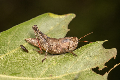 Scudder's Short-winged Grasshopper