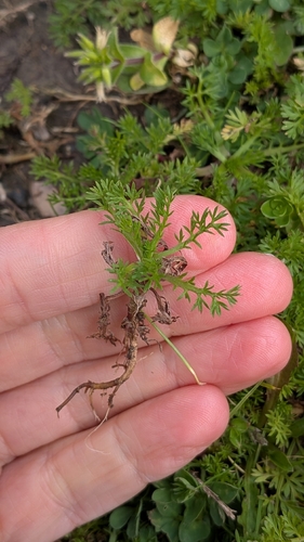 Soliva sessilis, photograph 3