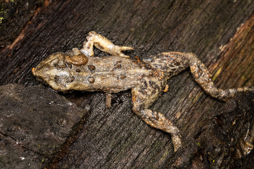 American Toad