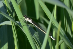 Coenagrion lunulatum