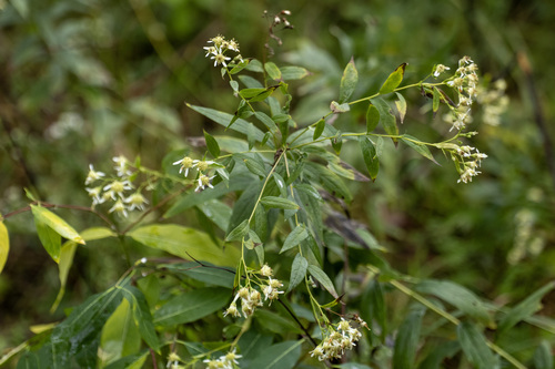 flat-top white aster