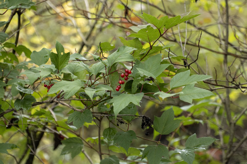 guelder-rose