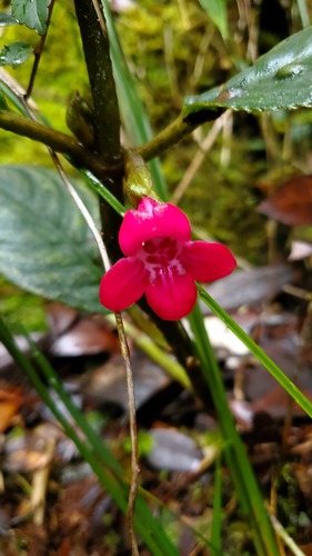 Cyrtandra clarkei