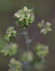 Thalictrum fendleri polycarpum