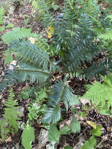 Christmas fern