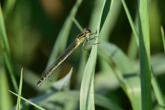 Coenagrion lunulatum
