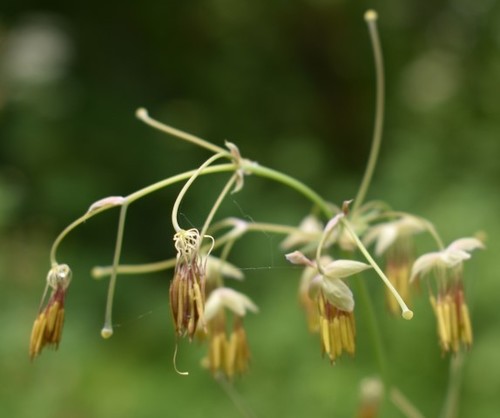 Image of Thalictrum polycarpum by (c) Gail A Baker, some rights reserved (CC BY)