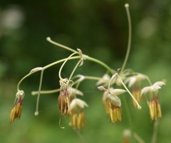 Thalictrum fendleri polycarpum