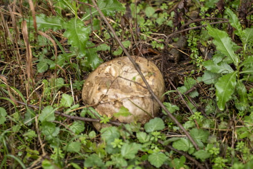 giant puffball