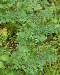 Thalictrum fendleri polycarpum