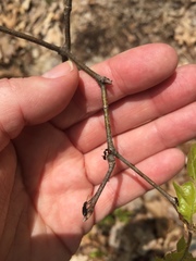 Callirhytis quercusgemmaria
