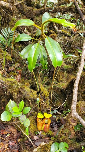 Nepenthes villosa