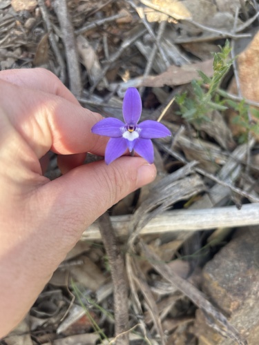 Waxlip Orchid