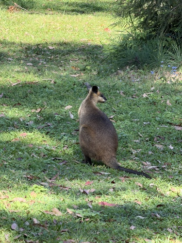 Swamp Wallaby