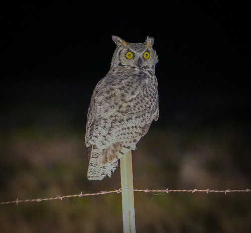 Great Horned Owl