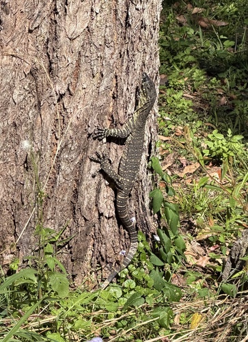 Lace Monitor