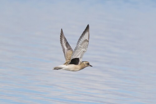 Black-bellied Plover
