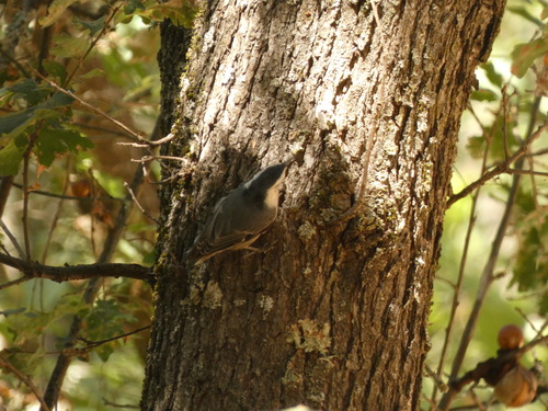 White-breasted Nuthatch
