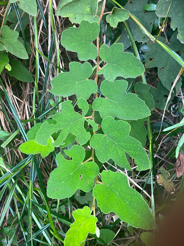 Rubus reflexus, photograph 1