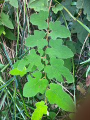 Rubus reflexus