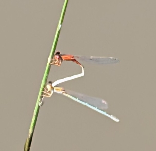 Red and Blue Damsel