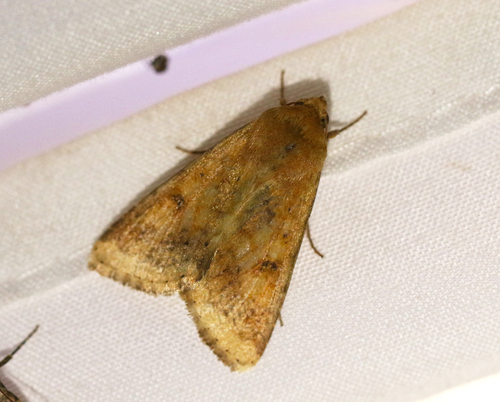 Corn Earworm Moth