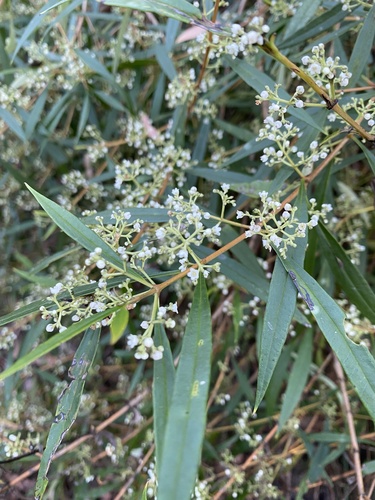 Logania albiflora observed 2026-09-19