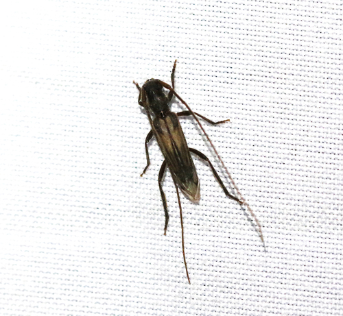 Methia mormona