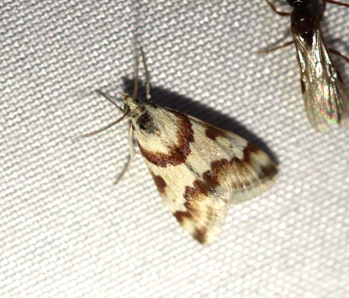 Rufous-banded Crambid Moth