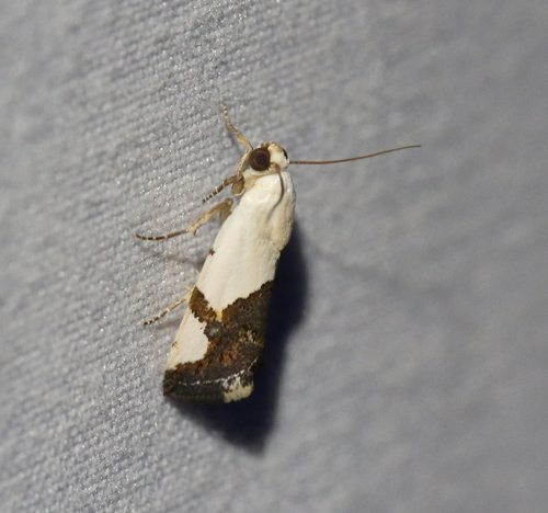 Ponometia cuta