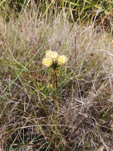 Petrophile acicularis