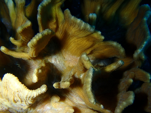 Pectinia lactuca observed 2026-09-03